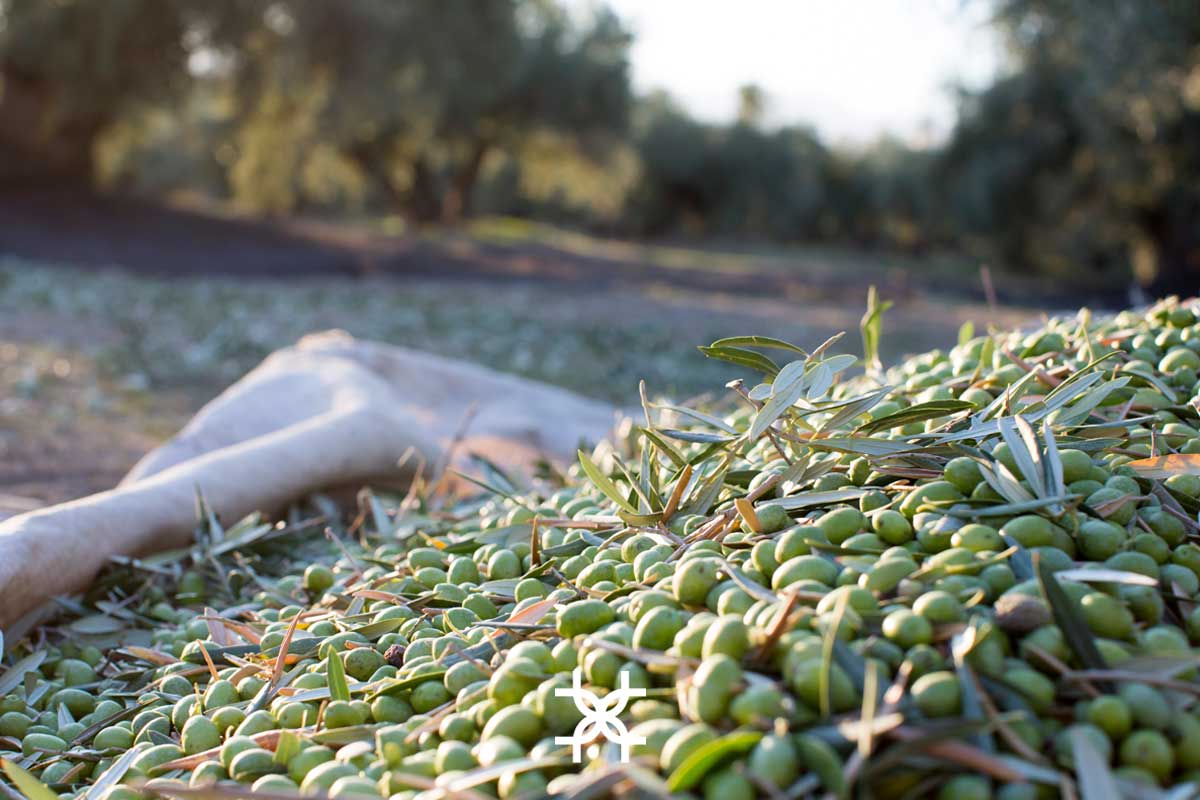 Aceitunas de variedad picual para la elaboración de Fuenquesada, un aceite de oliva virgen extra de edición limitada