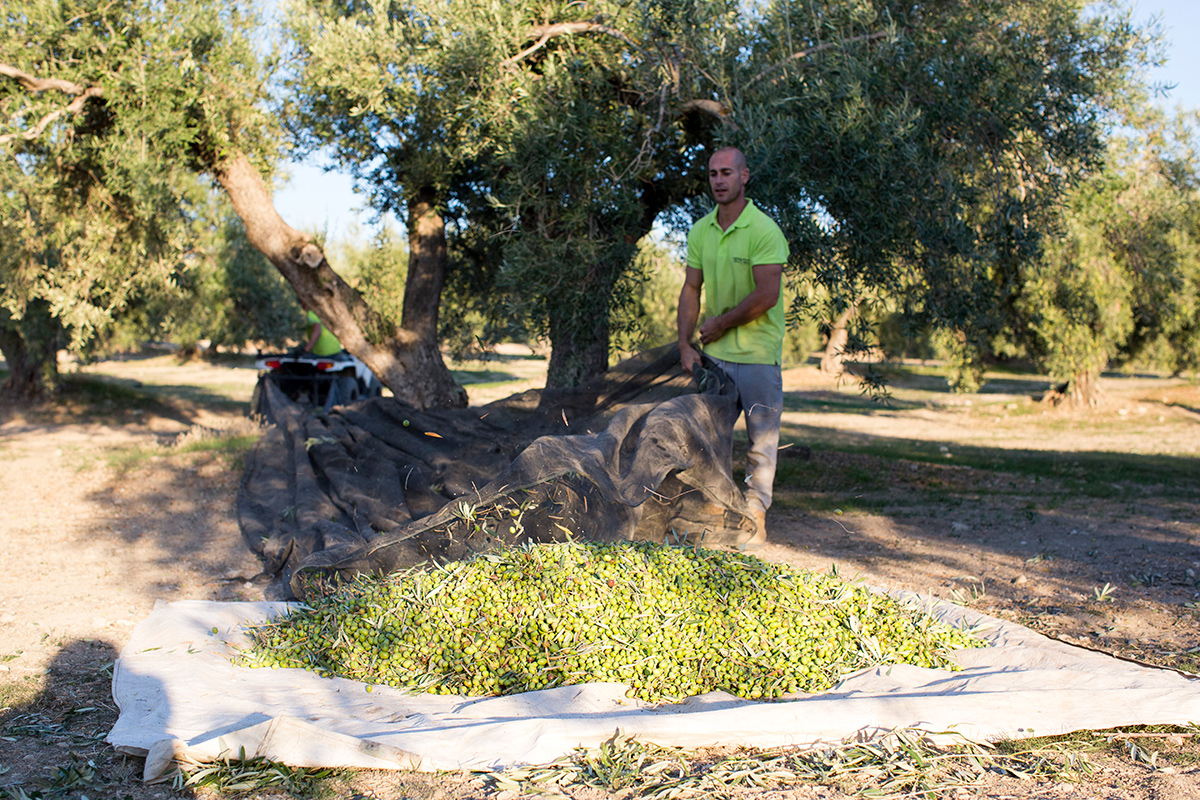 Olive oil from Jaén: Fuenquesada