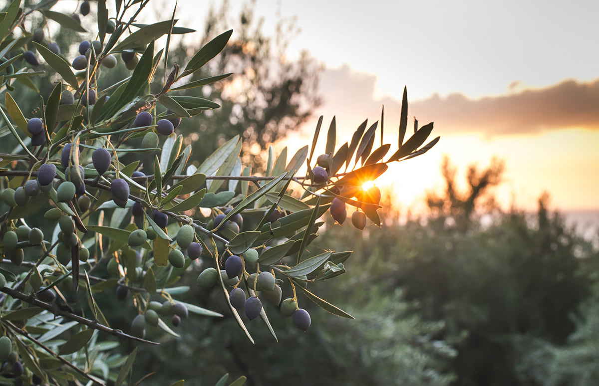 Variedades de aceite de oliva en España | El aceite de oliva picual es el más elaborado en España