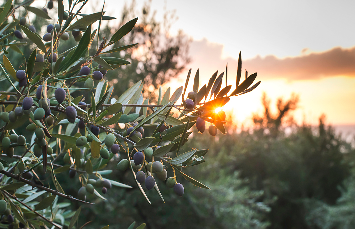 Olive oil varieties in Spain