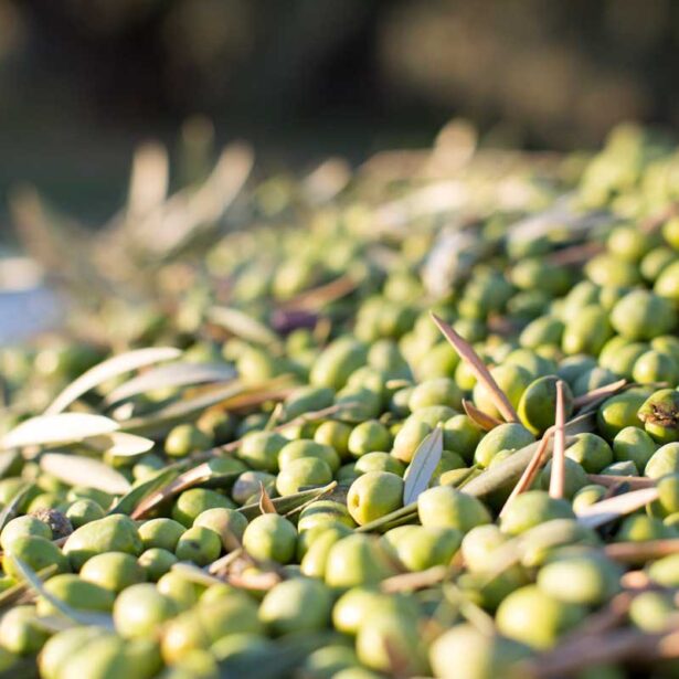 Aceite de oliva: beneficios que podrías desconocer