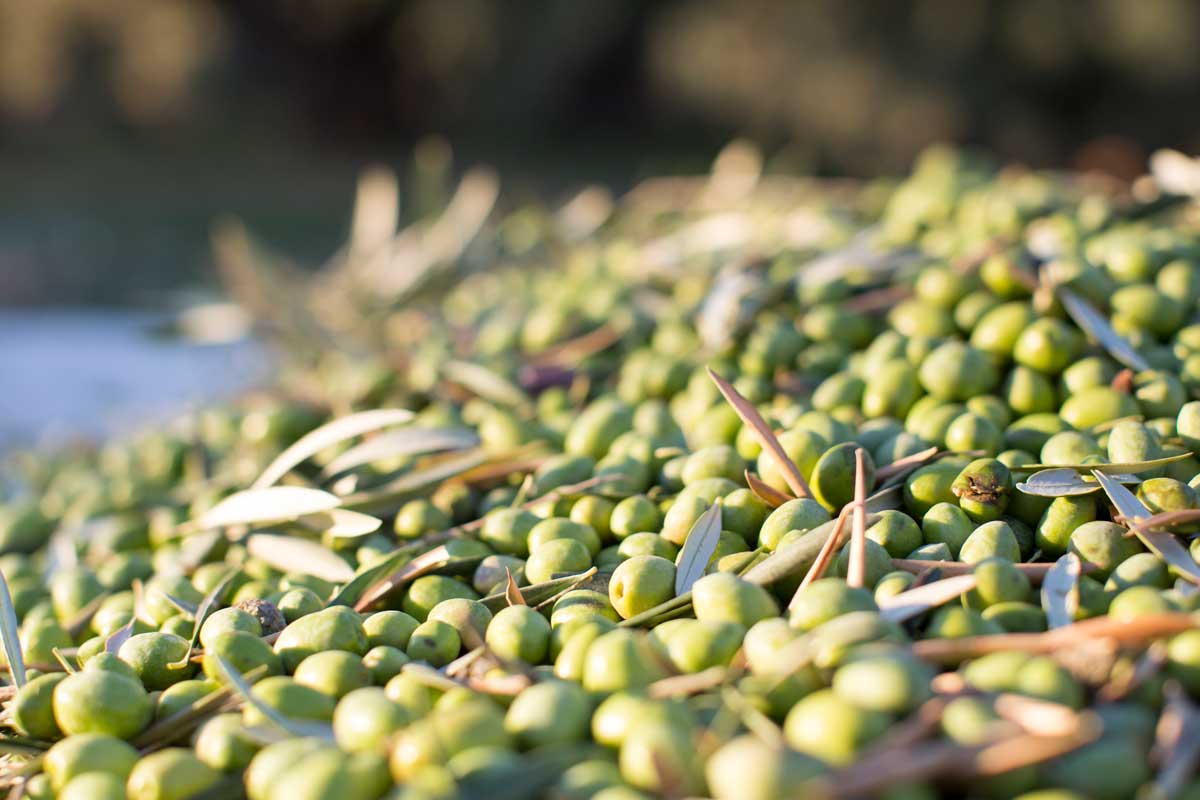 benefits-olive-oil